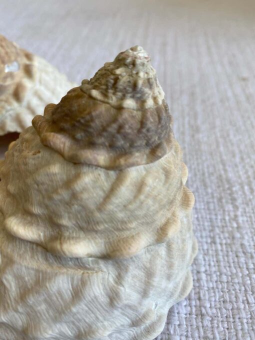 Set of 2 Natural Assorted Sea Shells