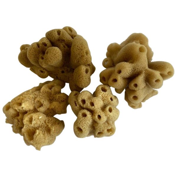 Set of 4 Assorted Natural Sea Sponges