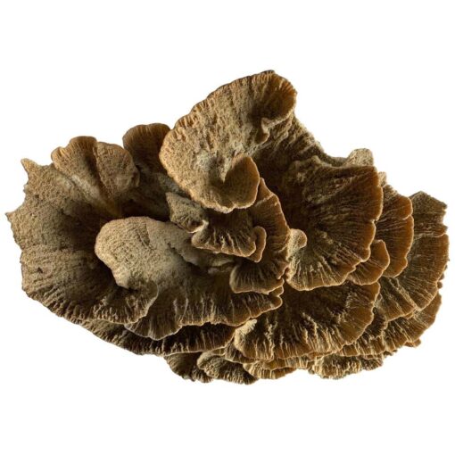 Natural Brown Lace Cup Coral
