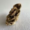 Natural Brown Lace Cup Coral