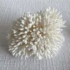 Real White Birds Nest Coral