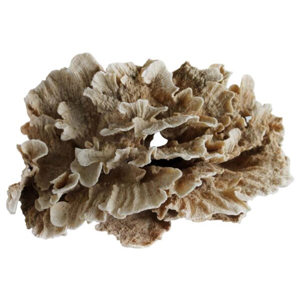 Real Natural Brown Lace Coral