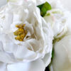 Natural Collection White Peony