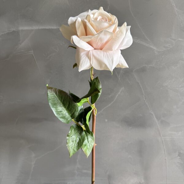 My Favorite Rose Blush