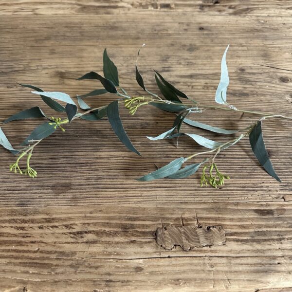 Seeded Eucalyptus Spray Dozen