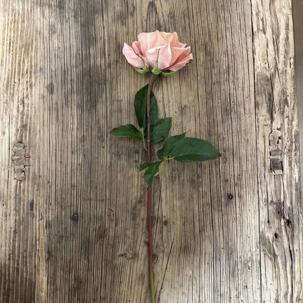 My Favorite Rose Apricot