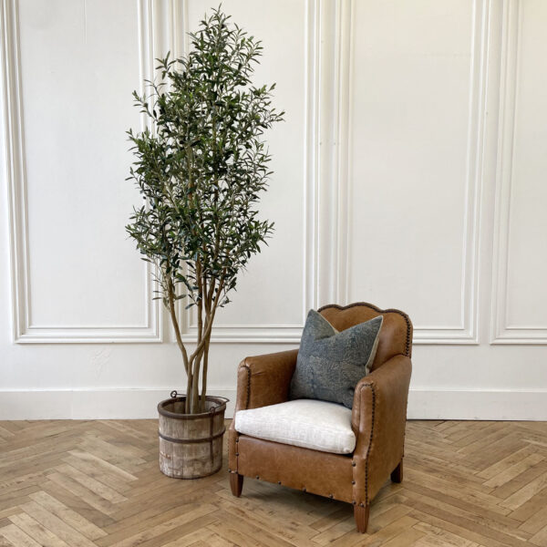 Large Multi-Trunk Olive Tree 7.5'