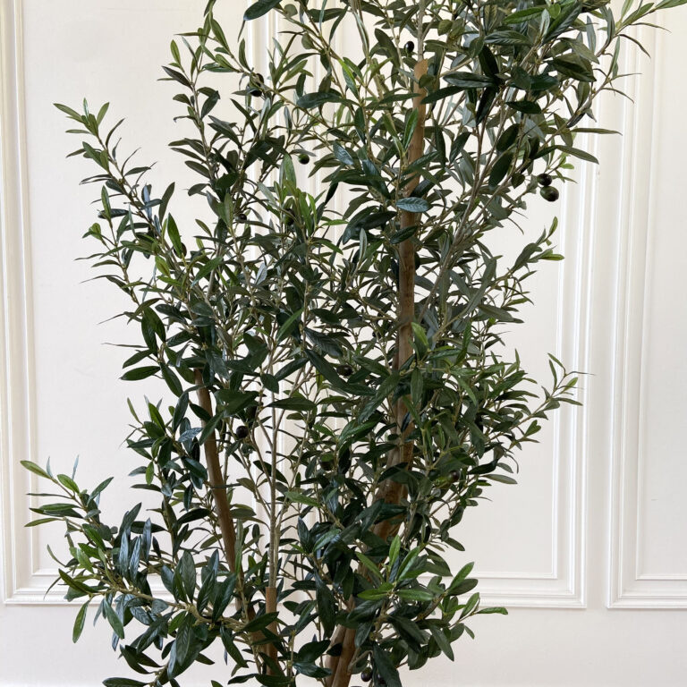 Large Multi-Trunk Olive Tree – bloomhomeinc