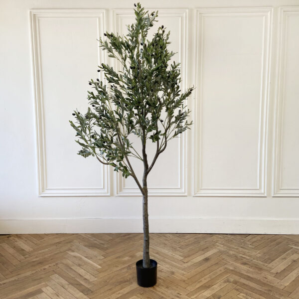 Olive Tree 8'