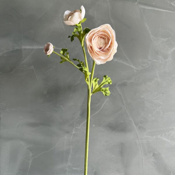 Pale Blush Ranunculus