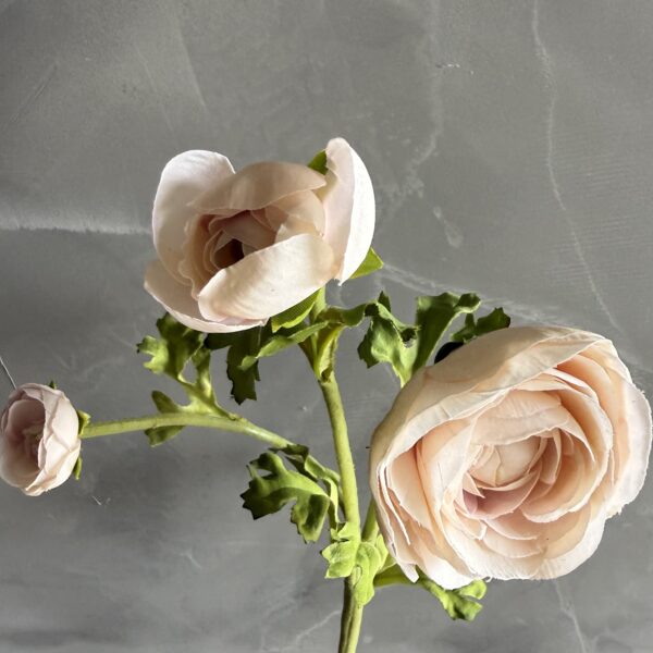 Pale Blush Ranunculus