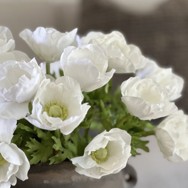 Anemone