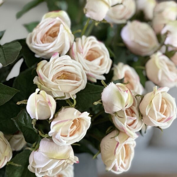 Heritage Rose