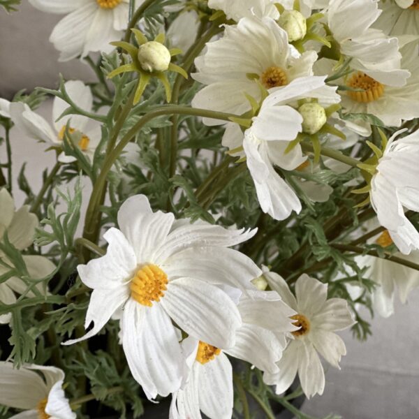 White Calliopsis