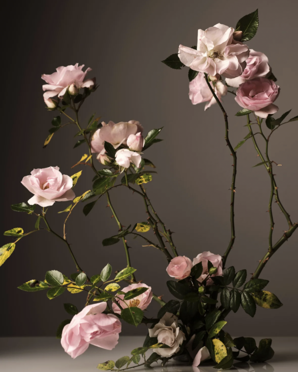 Steeped Rose Candle