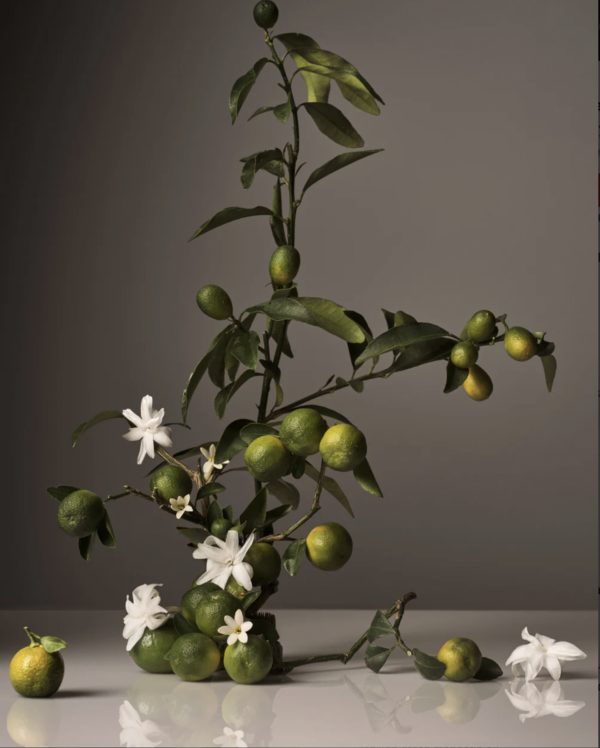 Hand Wash - Neroli Leaf