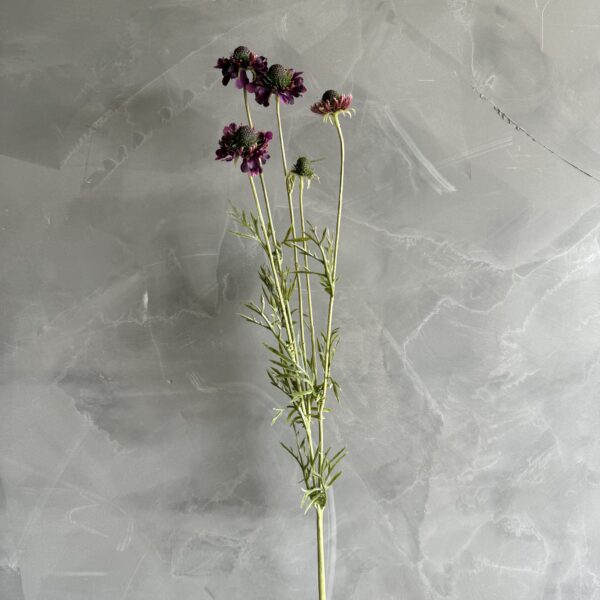 Wildflower Scabiosa Egglplant