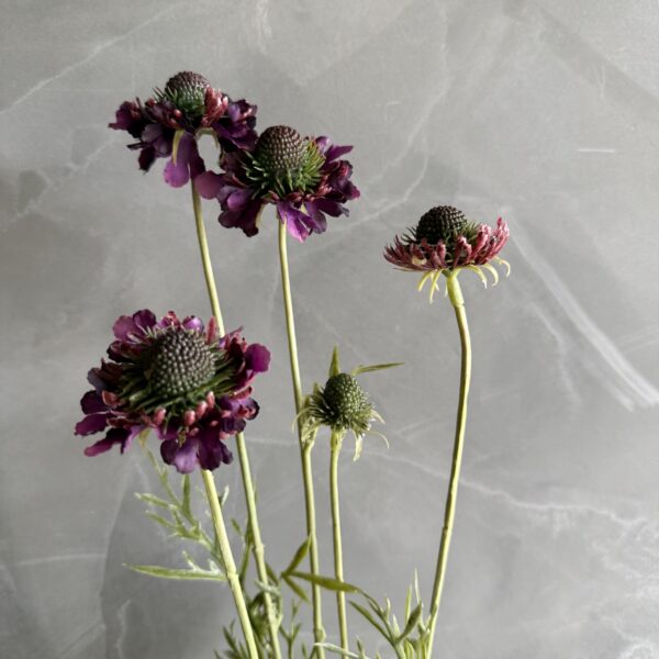 Wildflower Scabiosa Egglplant