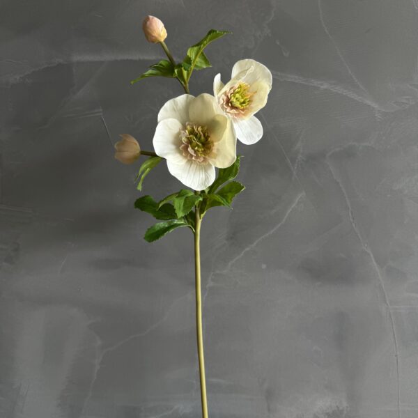 Hellebores Rose 21" - Linen
